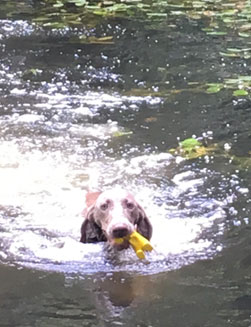 Schwimmender Hund